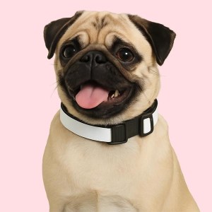 Za kućne ljubimce Cat